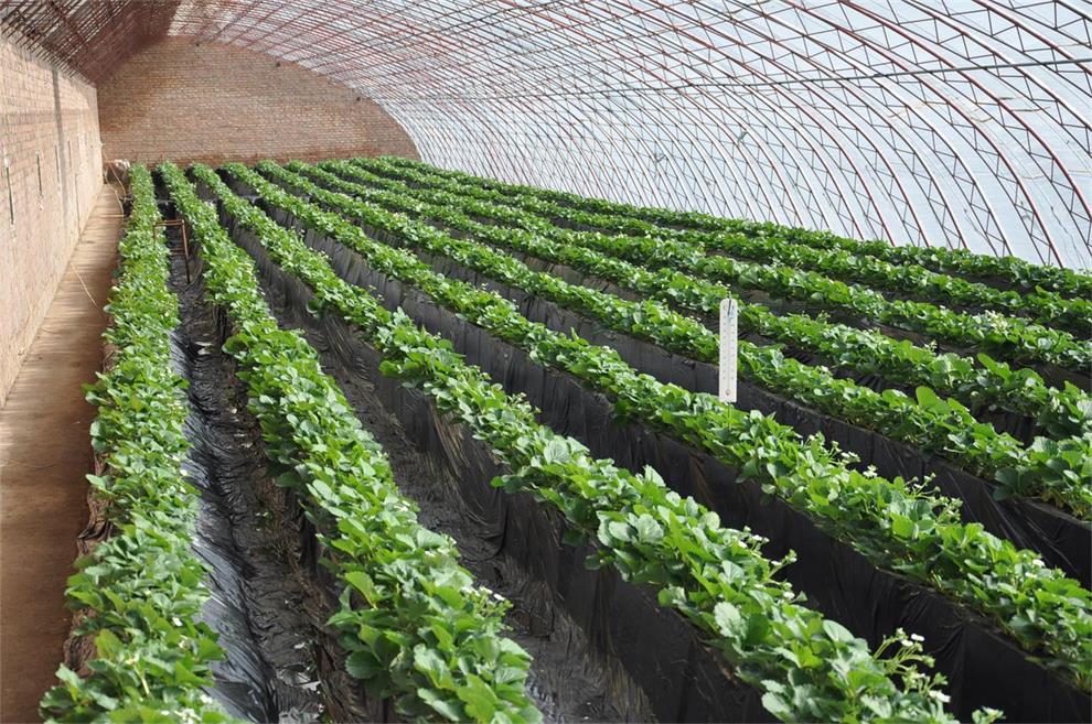 成都溫室大棚解決方案